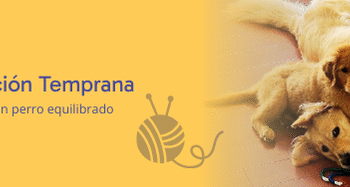 Socialización Temprana: por qué es clave para un perro equilibrado