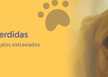 La realidad de perros y gatos extraviados