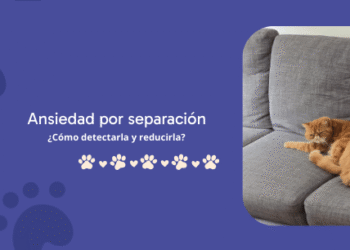 Cómo detectar y reducir la ansiedad por separación en mascotas