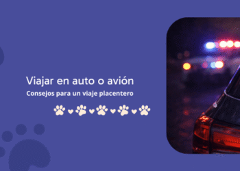 Tips para viajar con tu SoulBuddy en auto o avión